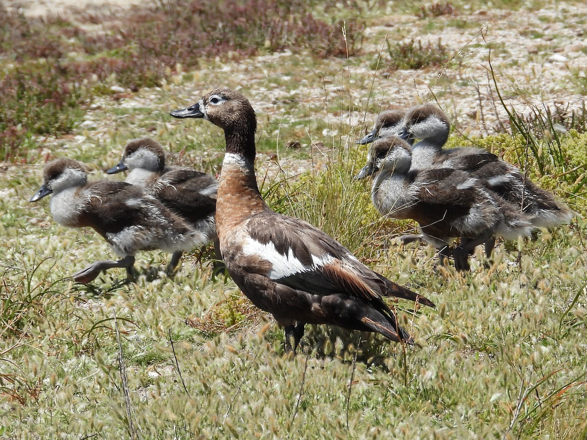 Australian Shelduck - ML646572065