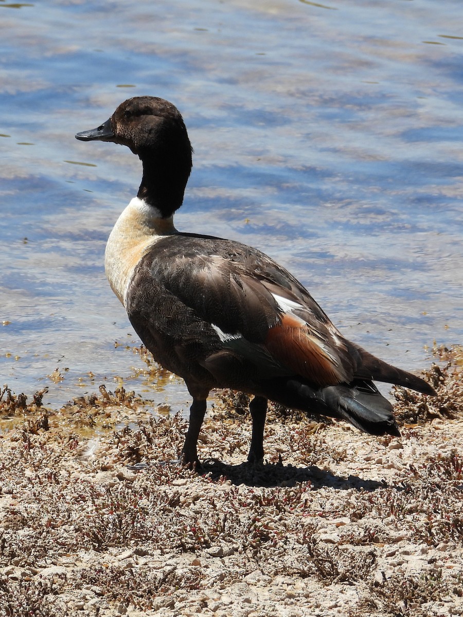 Australian Shelduck - ML646572066