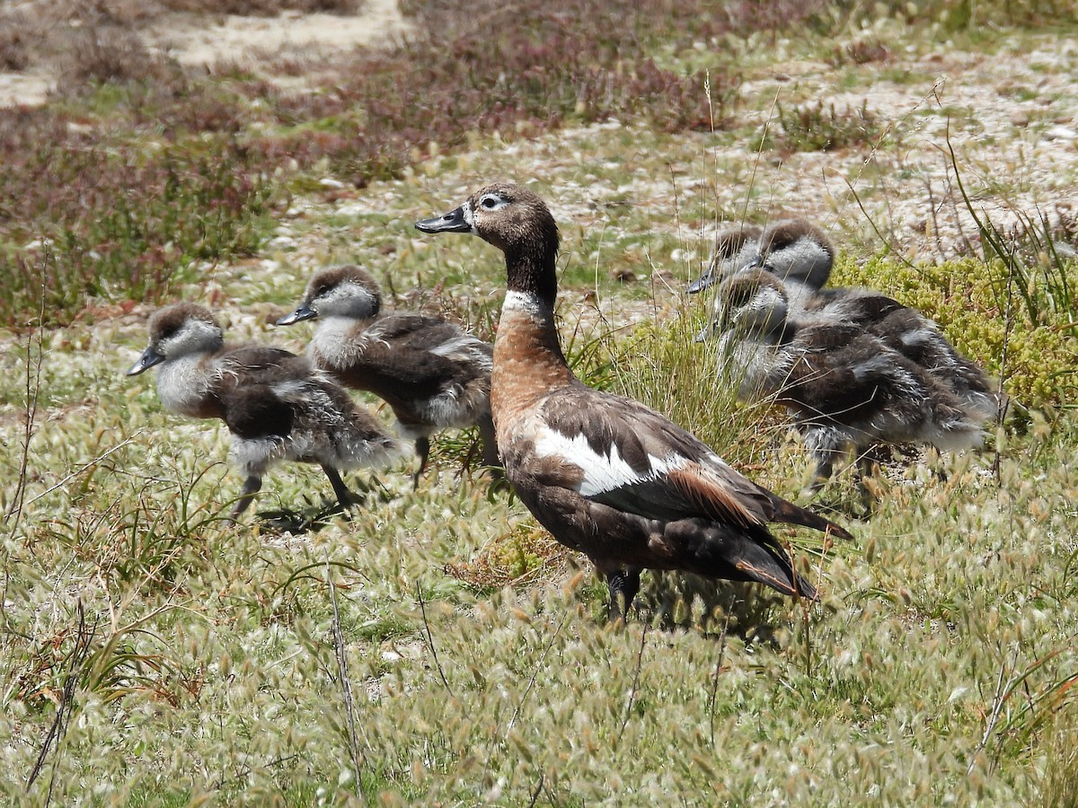 Australian Shelduck - ML646572067