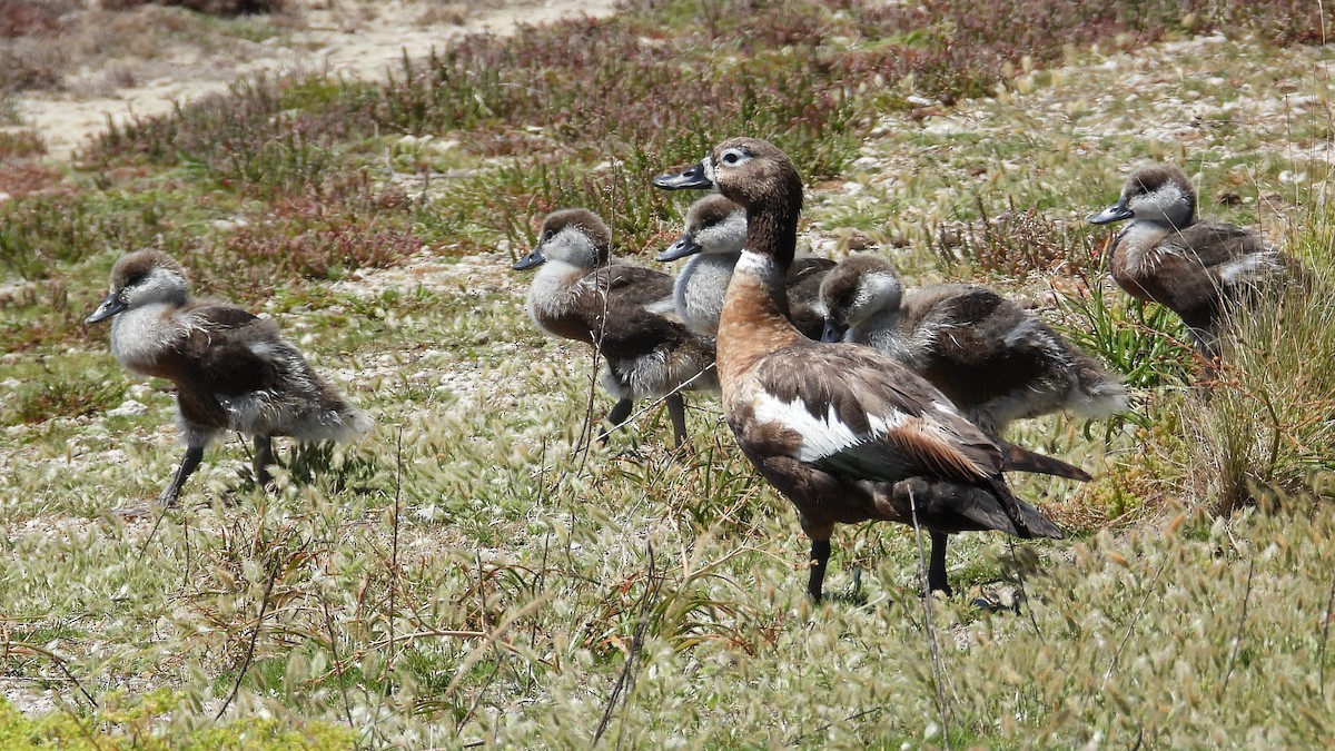 Australian Shelduck - ML646572068
