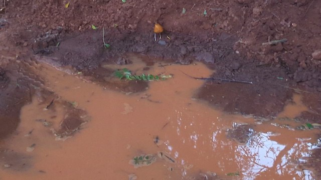 Orange-headed Thrush - ML646572070