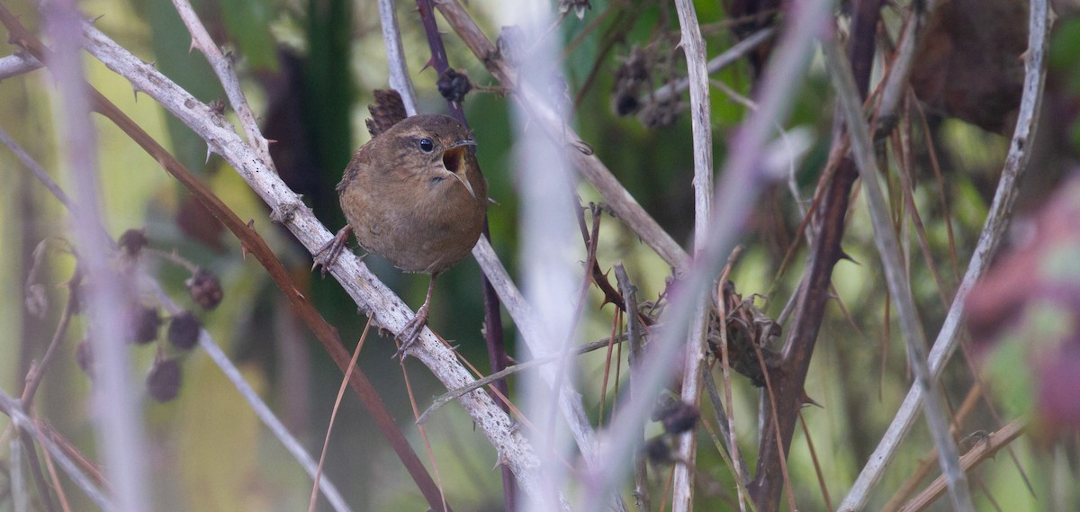 Pacific Wren - ML646572073