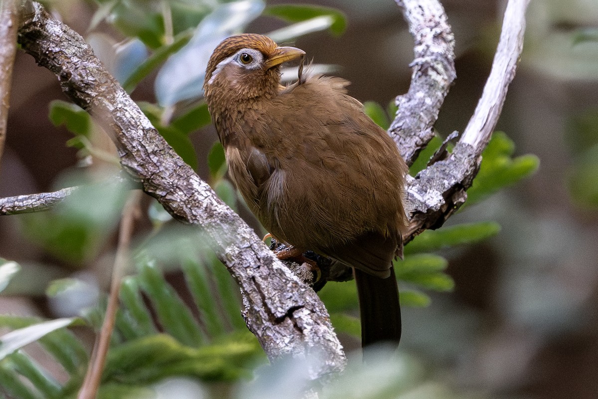 Chinese Hwamei - ML646572078