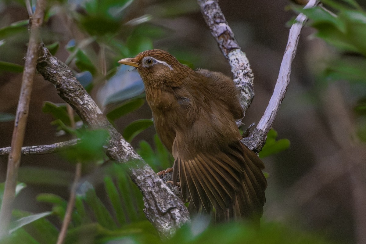 Chinese Hwamei - ML646572079