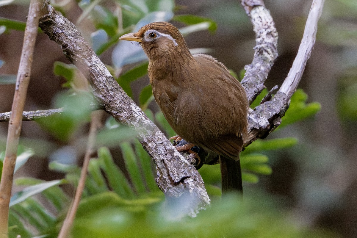 Chinese Hwamei - ML646572080