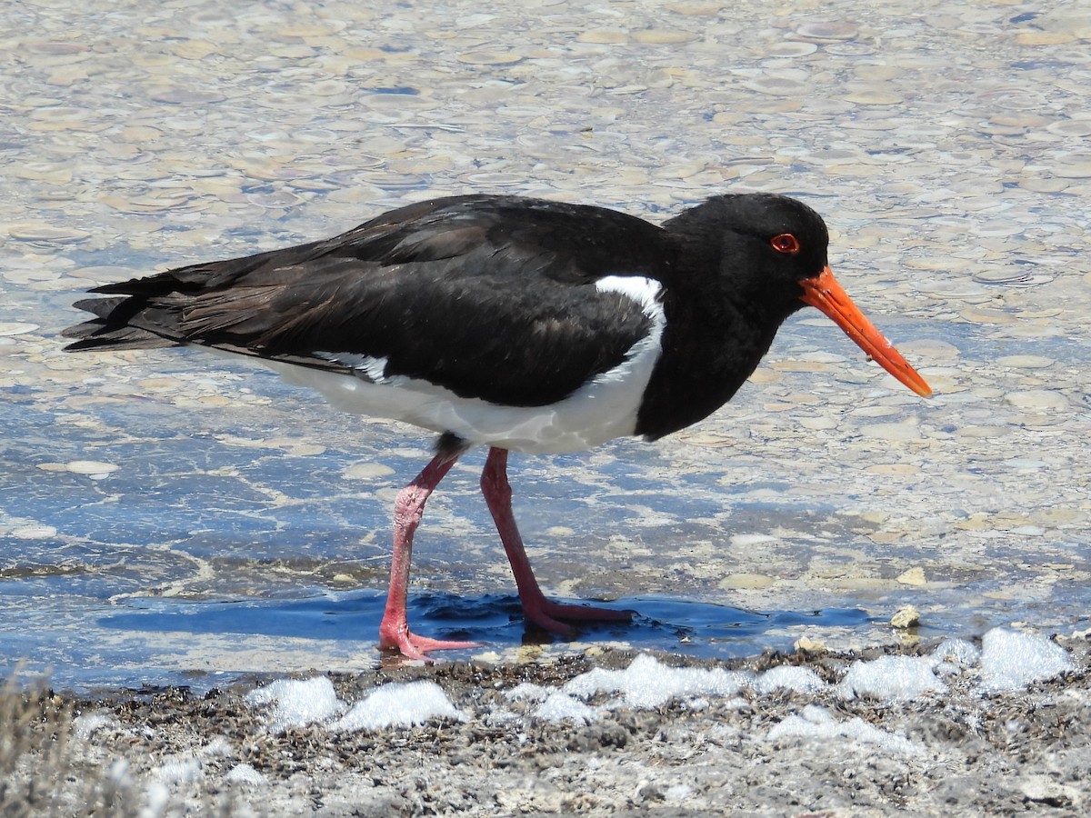 Pied Oystercatcher - ML646572082