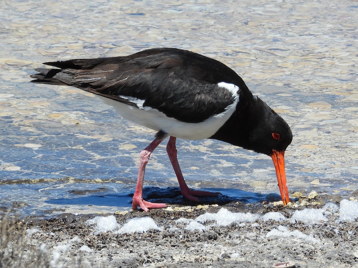 Pied Oystercatcher - ML646572083