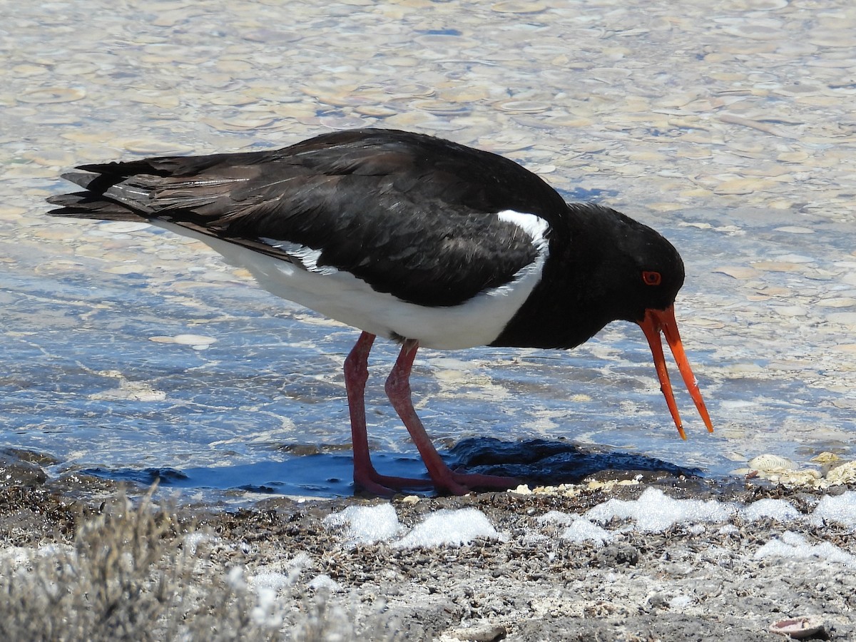 Pied Oystercatcher - ML646572084