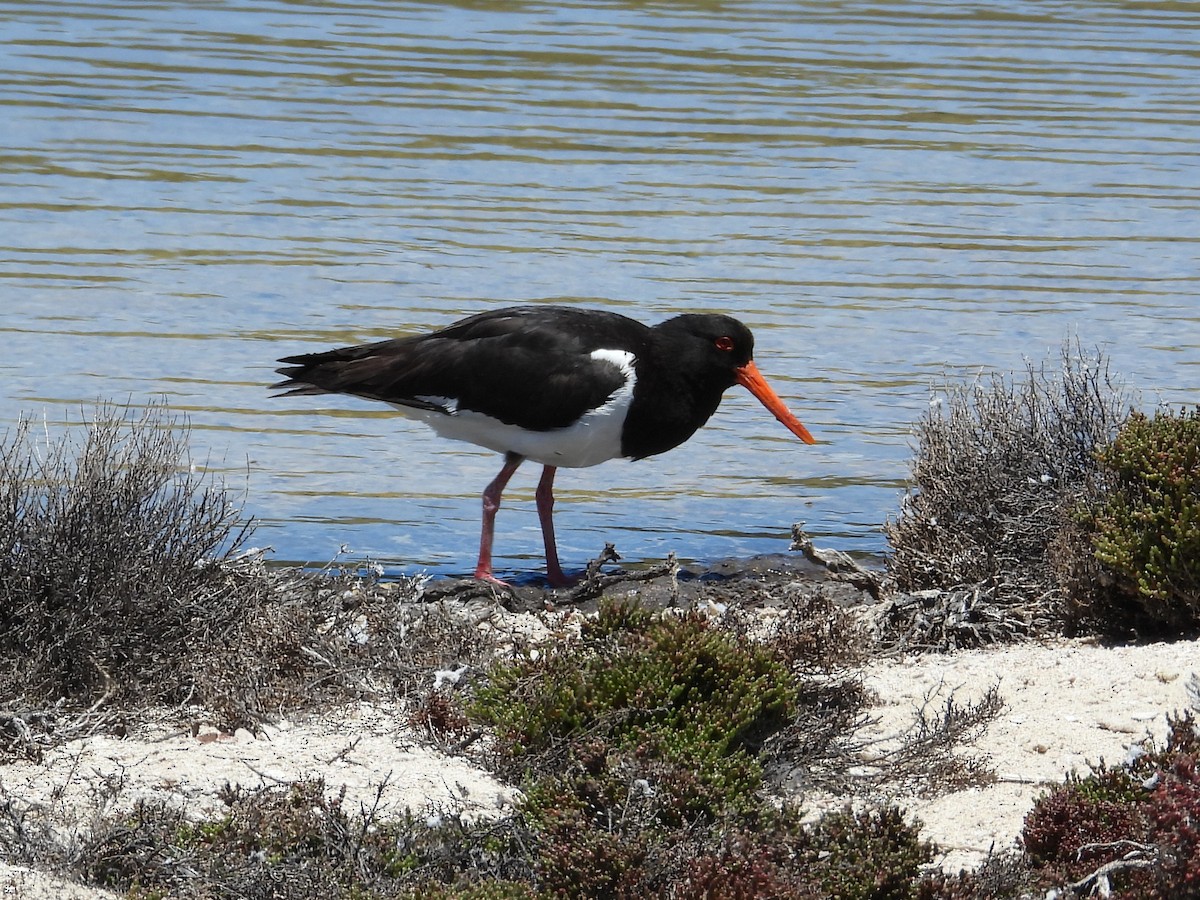 Pied Oystercatcher - ML646572085