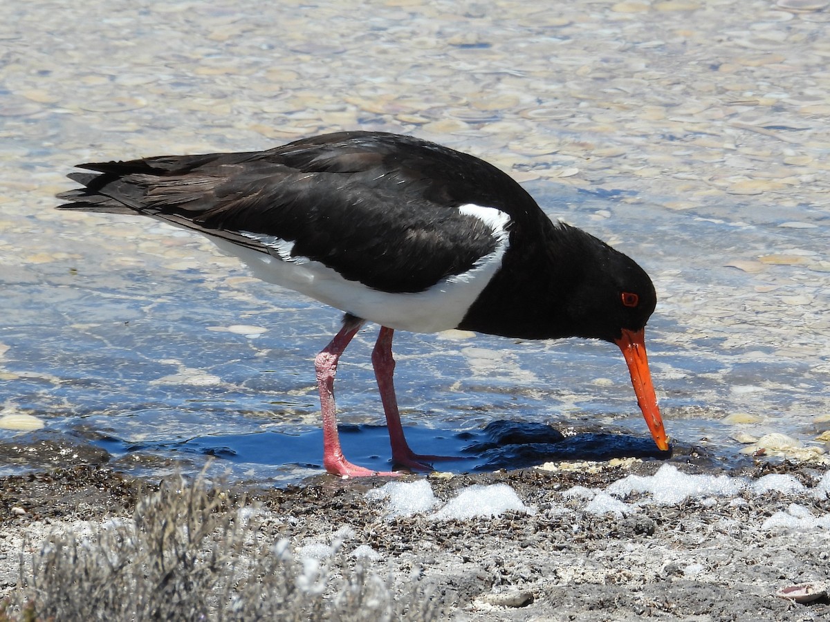 Pied Oystercatcher - ML646572086