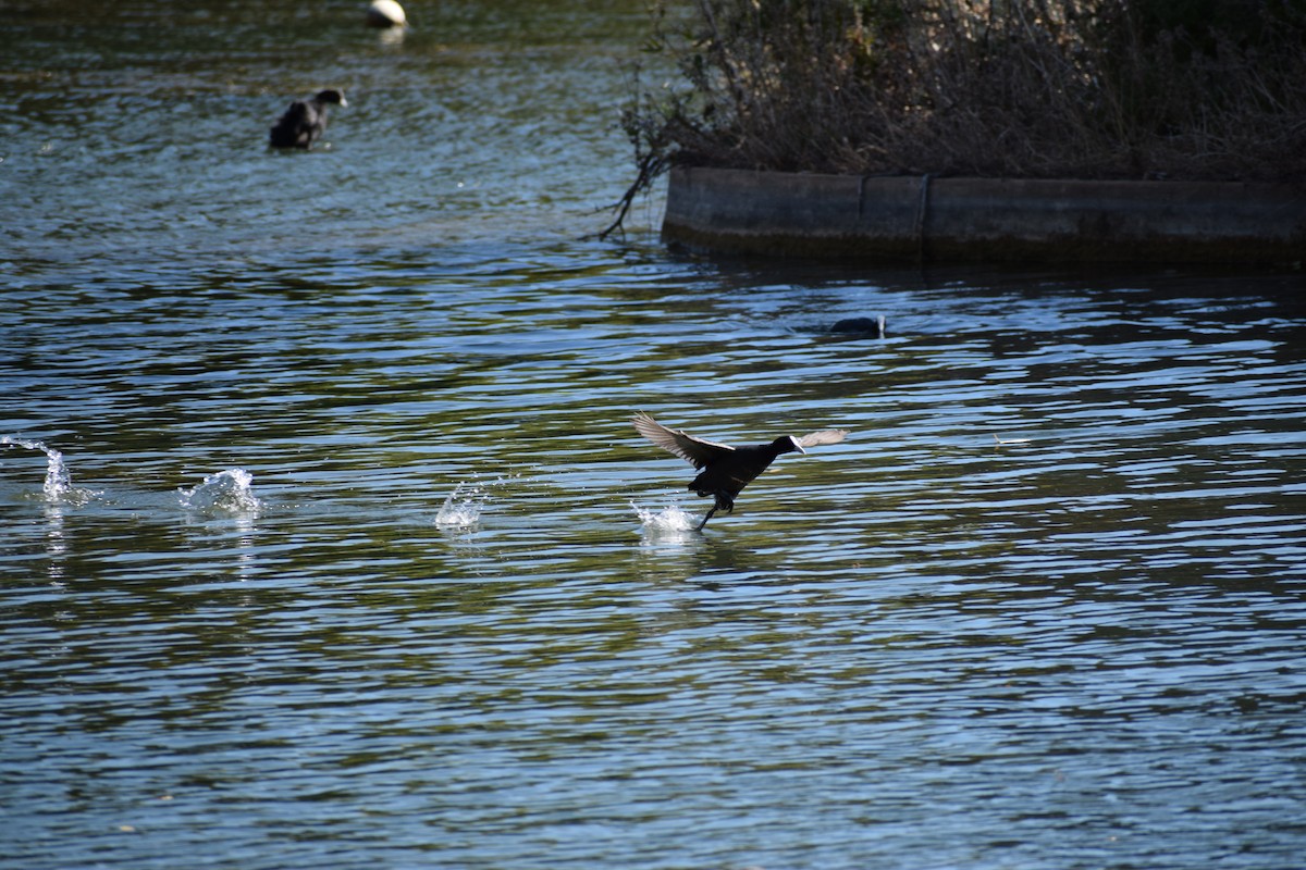 Eurasian Coot - ML646572087