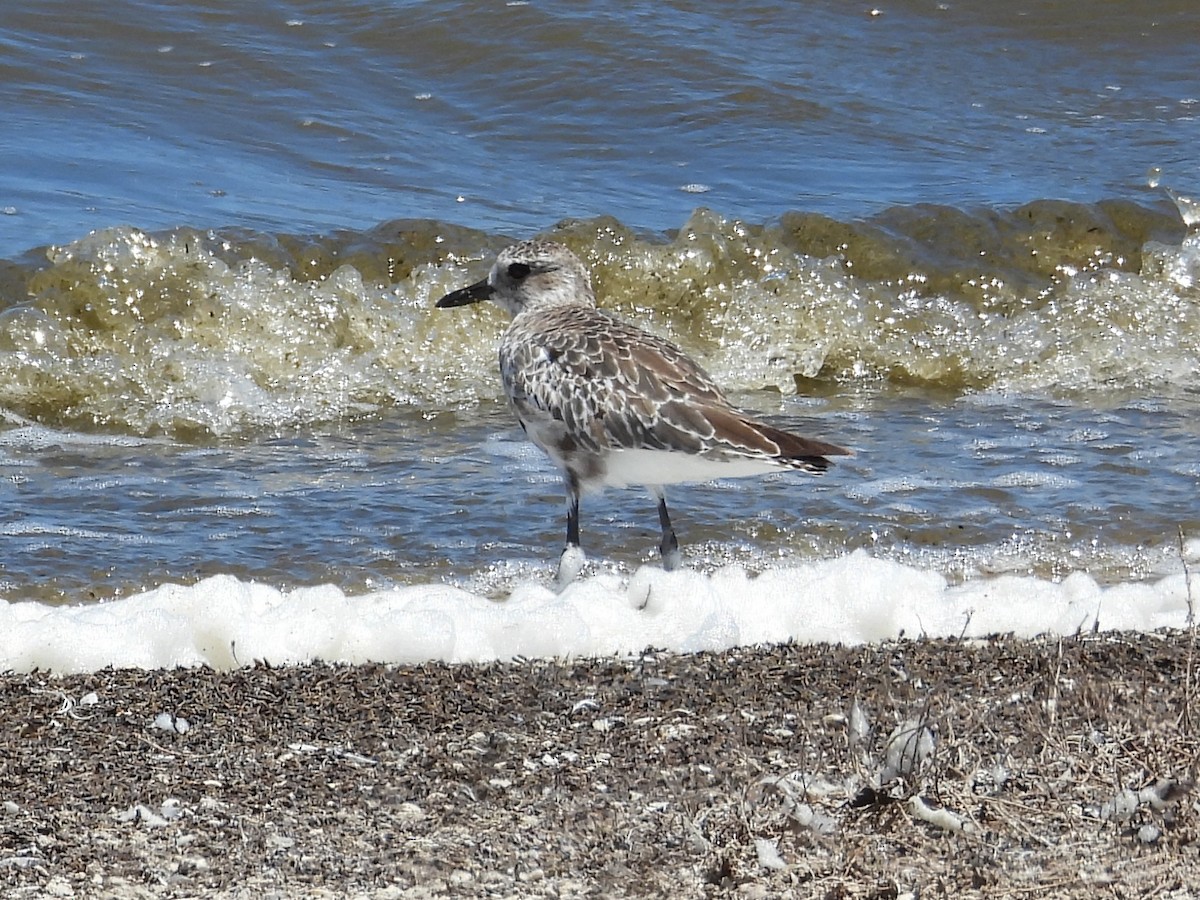Black-bellied Plover - ML646572089