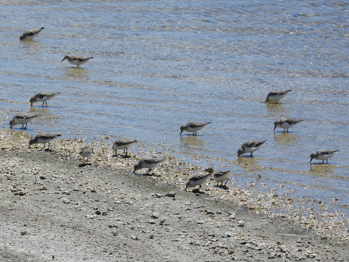 Red-necked Stint - ML646572092