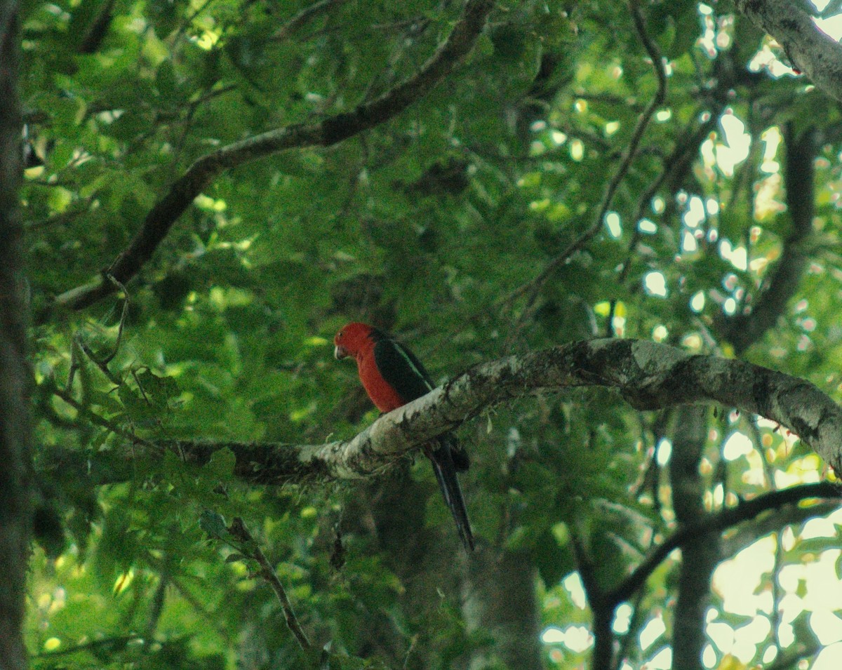 Australian King-Parrot - ML646572093
