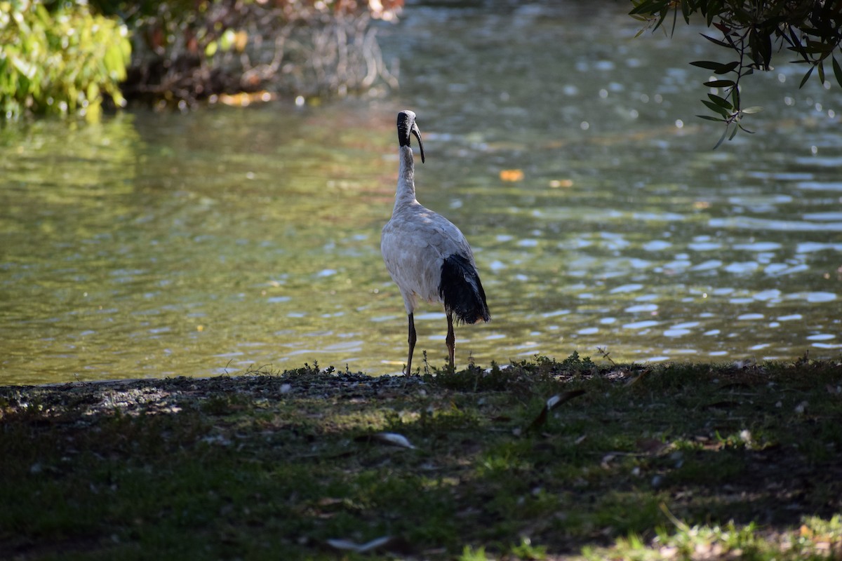 Australian Ibis - ML646572100