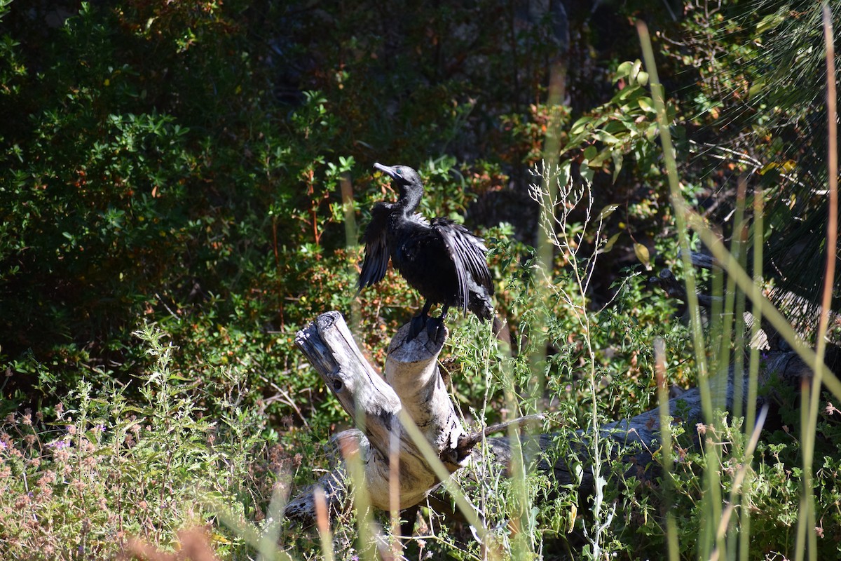 Little Black Cormorant - ML646572101
