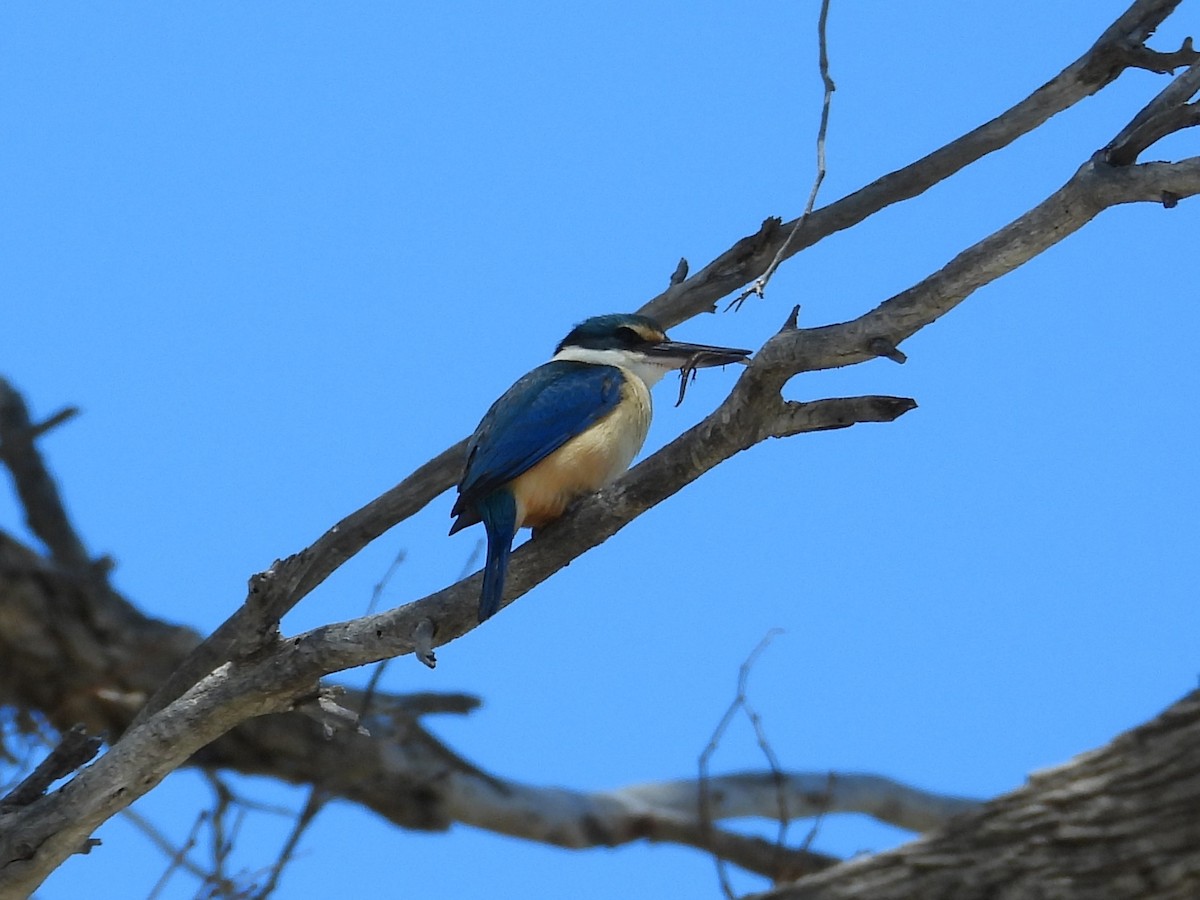 Sacred Kingfisher - ML646572102