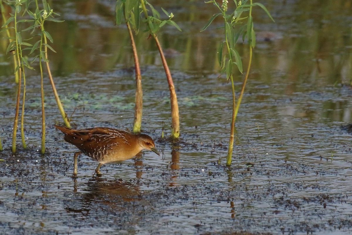Baillon's Crake - ML646572104