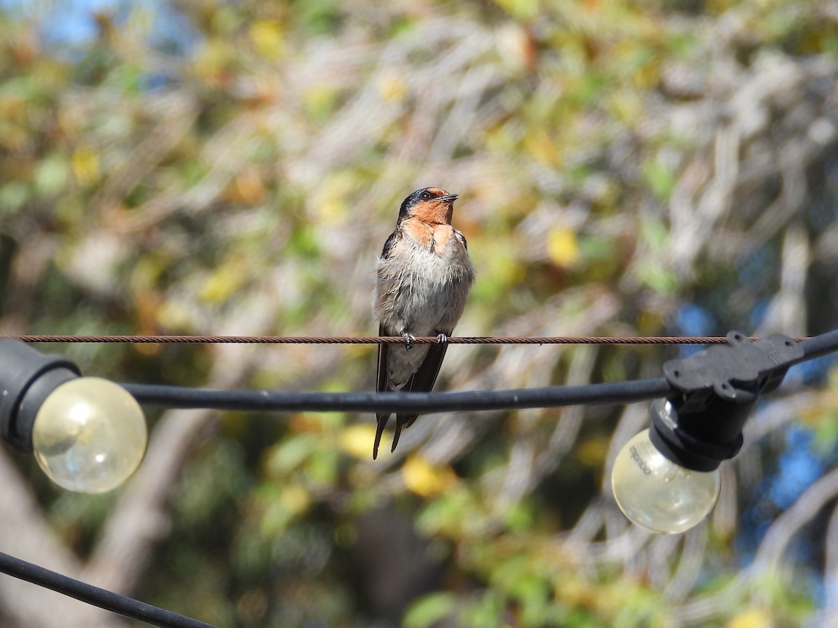 Welcome Swallow - ML646572107