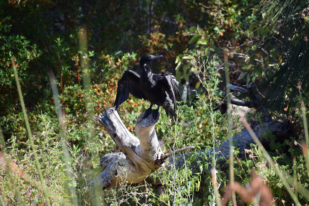 Little Black Cormorant - ML646572109