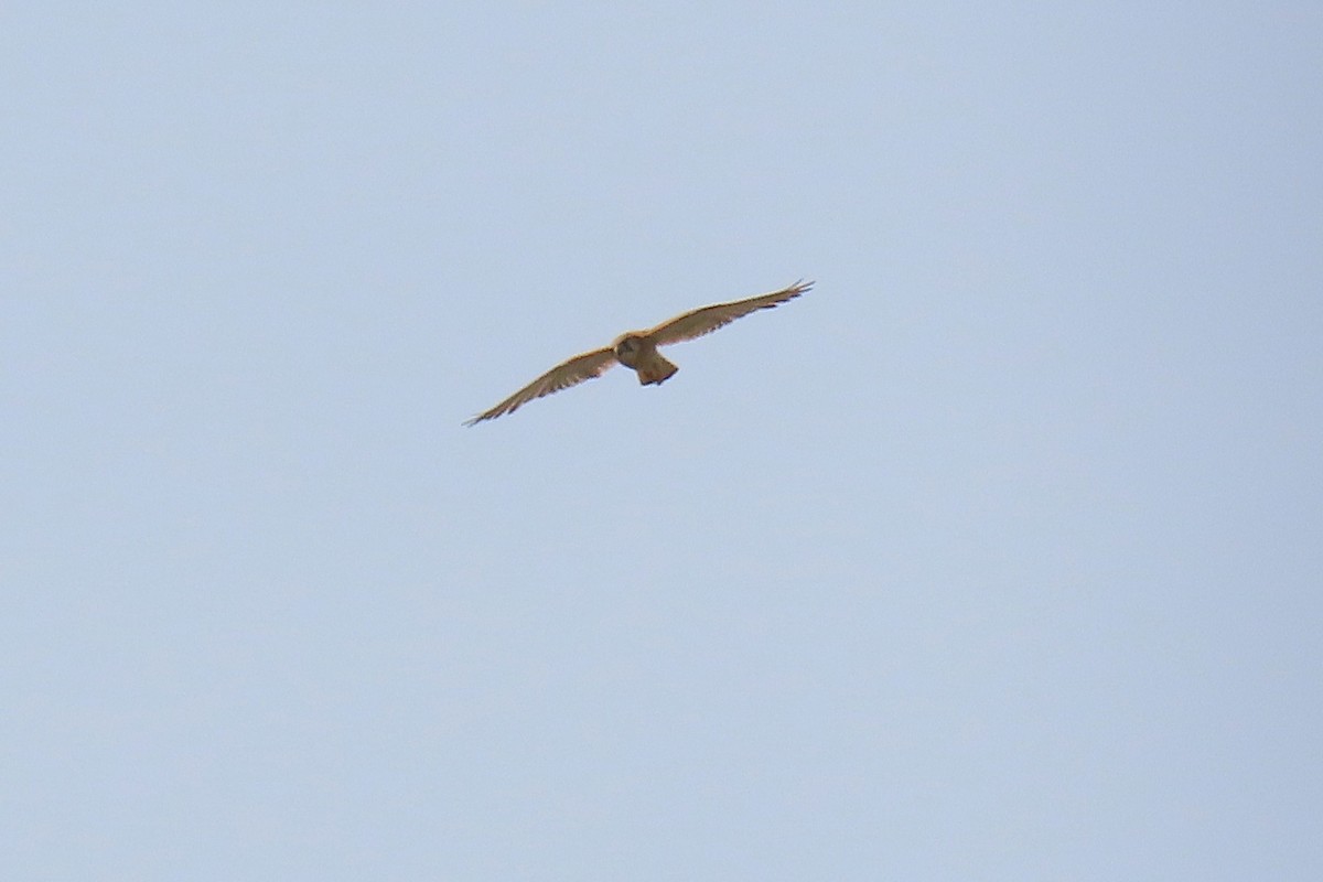 poštolka australská - ML646572112