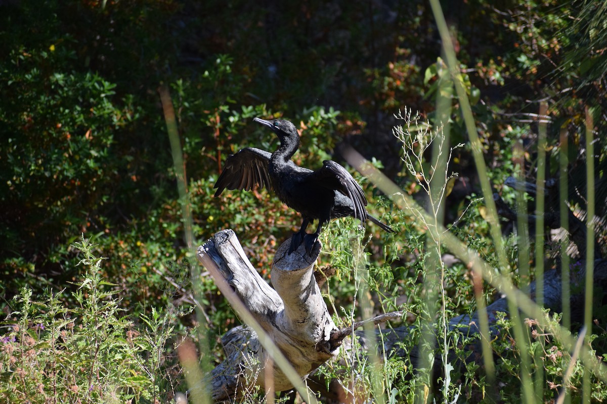 Little Black Cormorant - ML646572113
