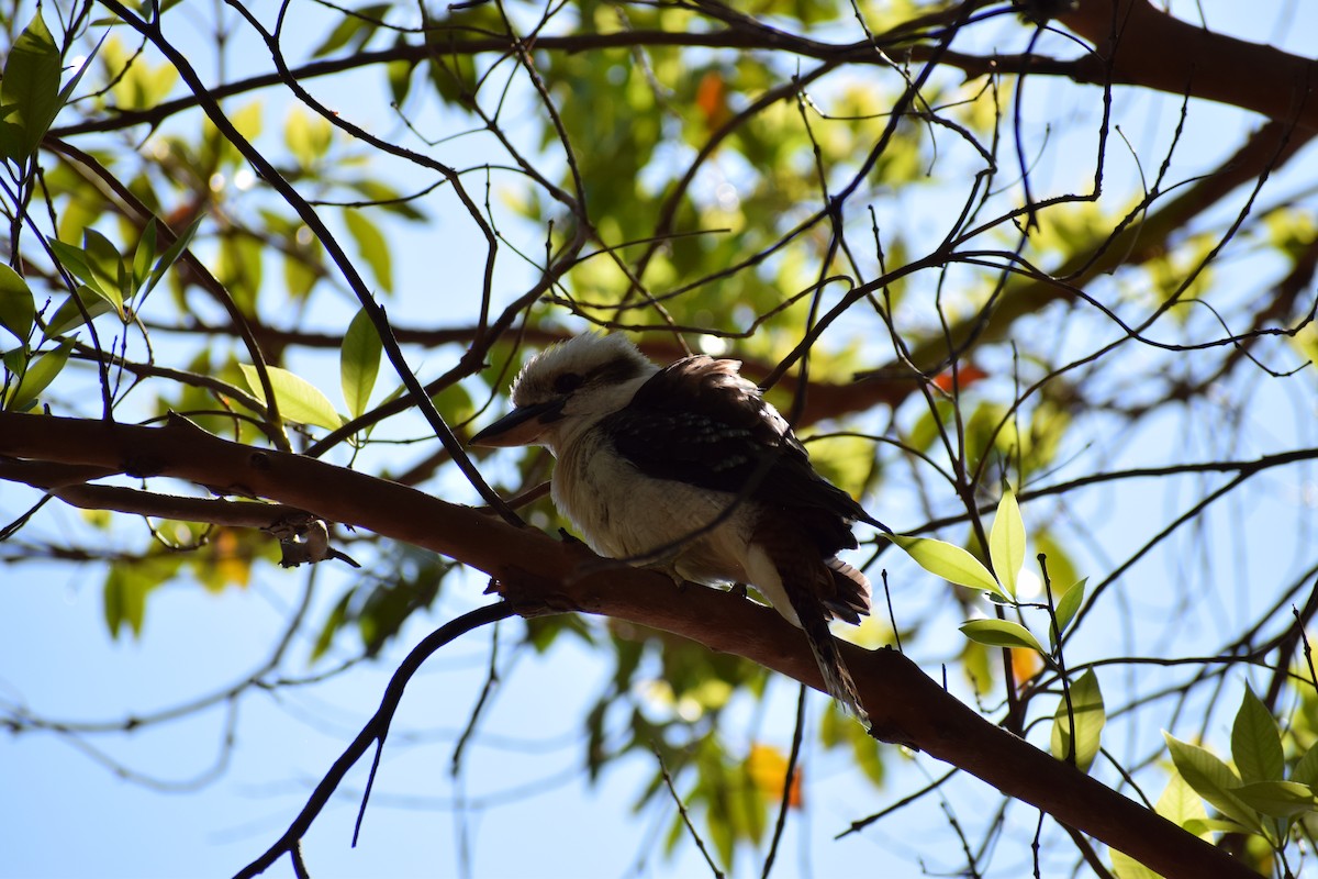 Laughing Kookaburra - ML646572114