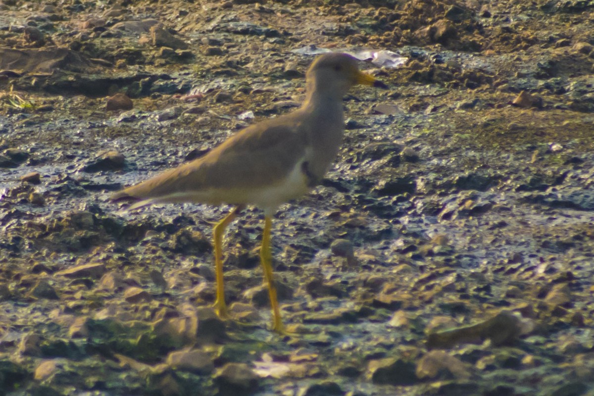 קיווית אפורת-ראש - ML646572115