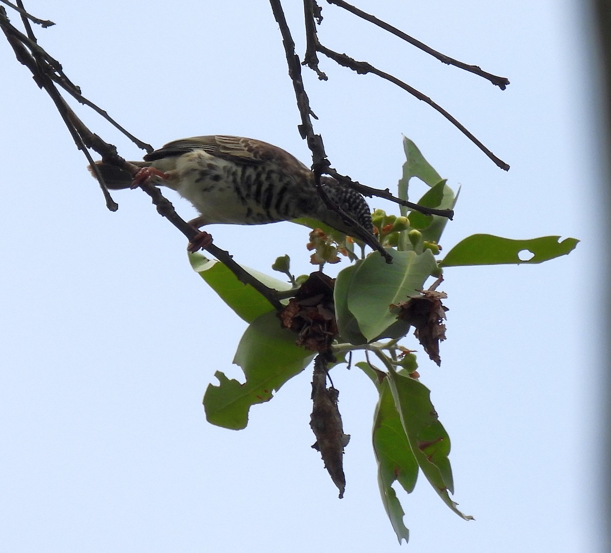 Çavuş Göğüslü Balkuşu - ML646572116