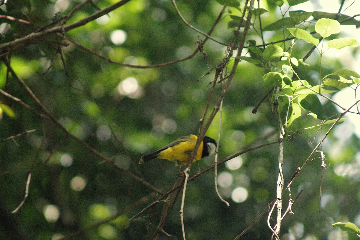 Golden Whistler (Eastern) - ML646572118