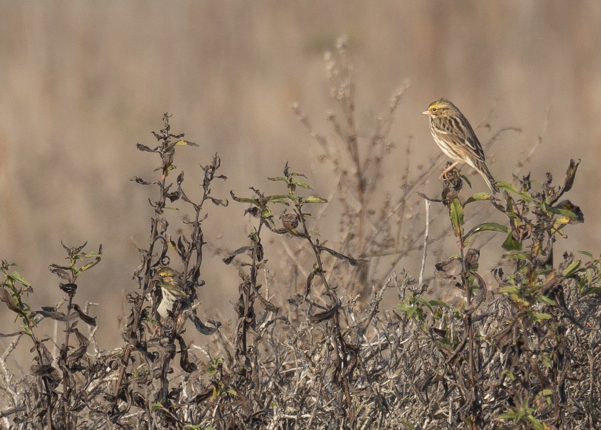 Savannah Serçesi - ML646572119