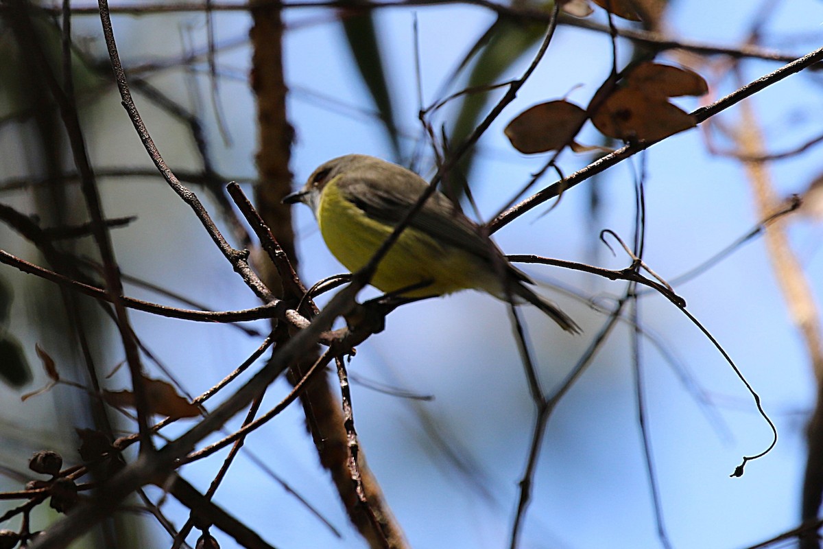White-throated Gerygone - ML646572124