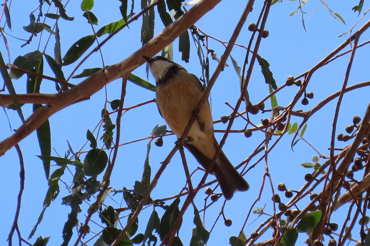 Rufous Whistler - ML646572125