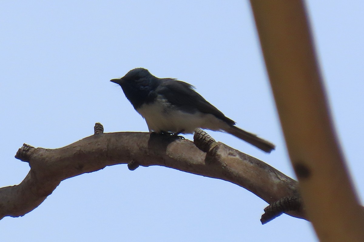 Leaden Flycatcher - ML646572142