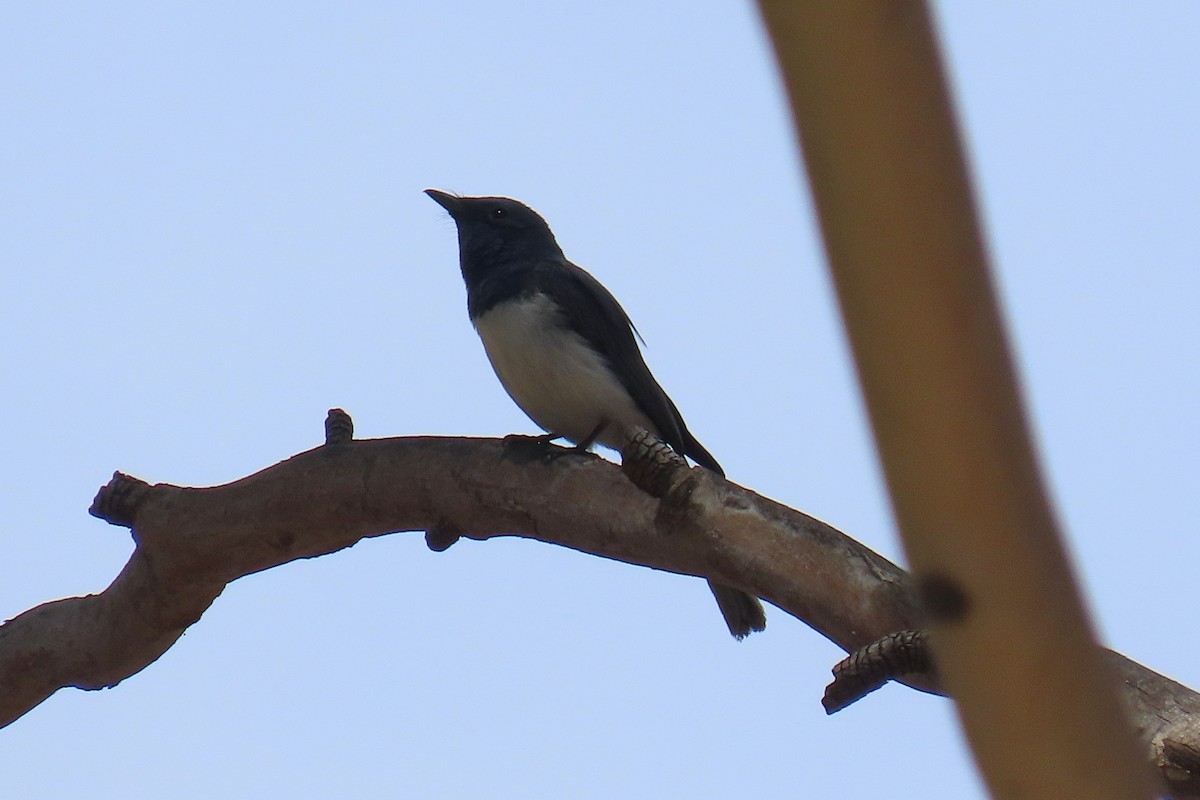 Leaden Flycatcher - ML646572143