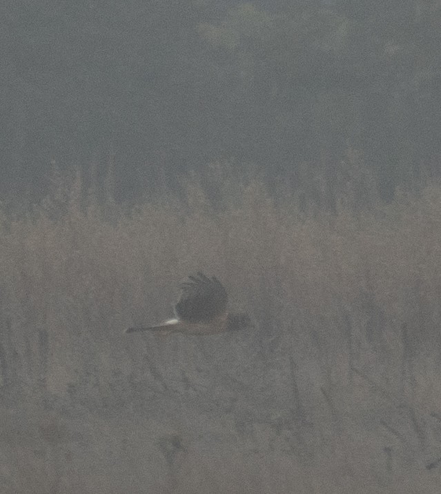 Northern Harrier - ML646572144