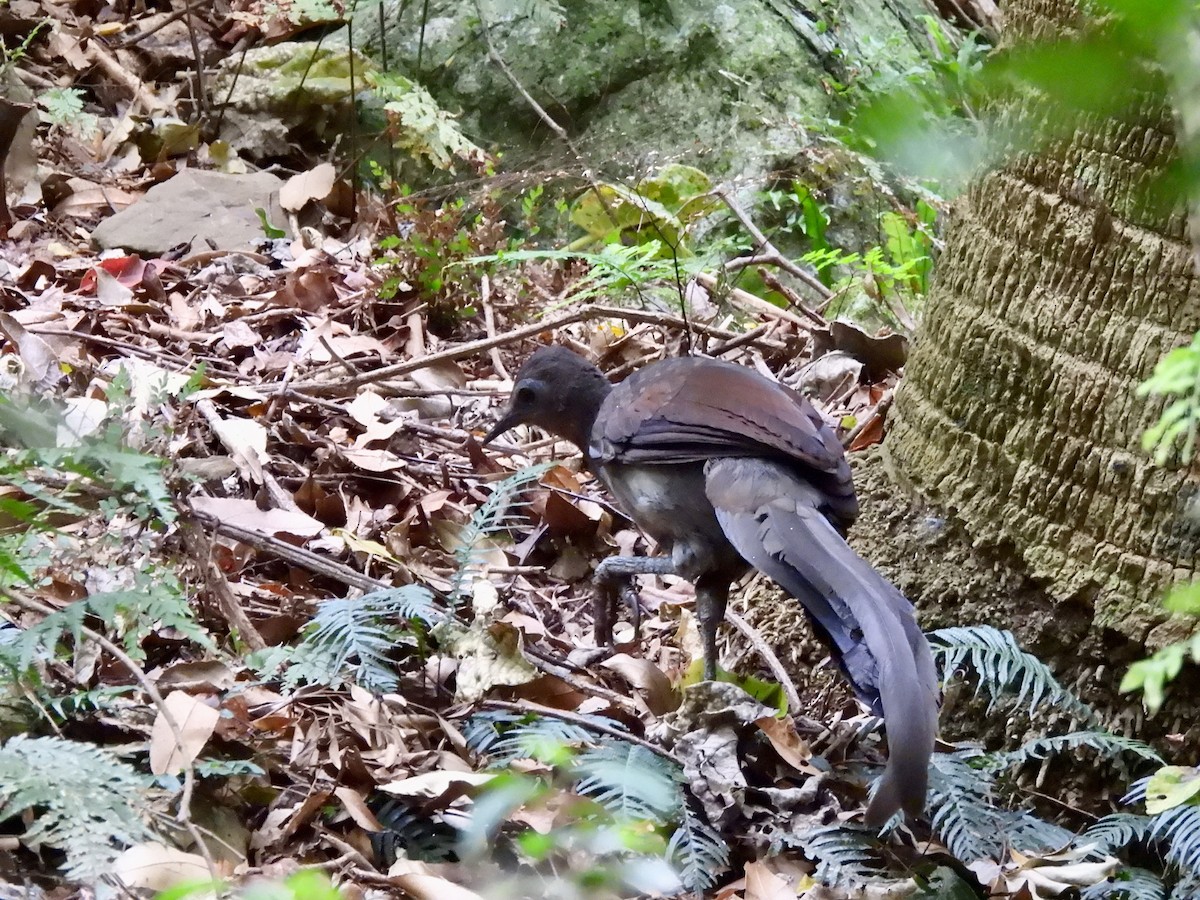 Superb Lyrebird - ML646572145