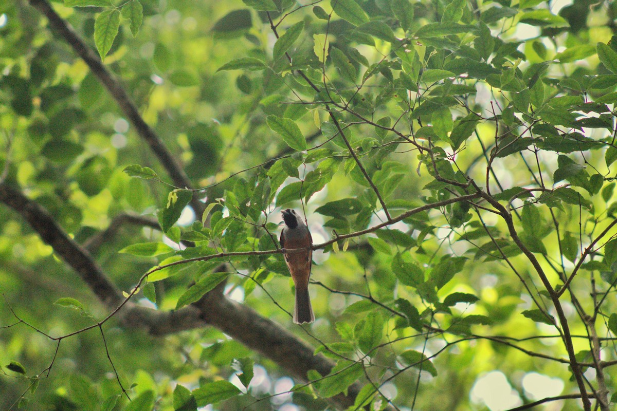 Black-faced Monarch - ML646572147