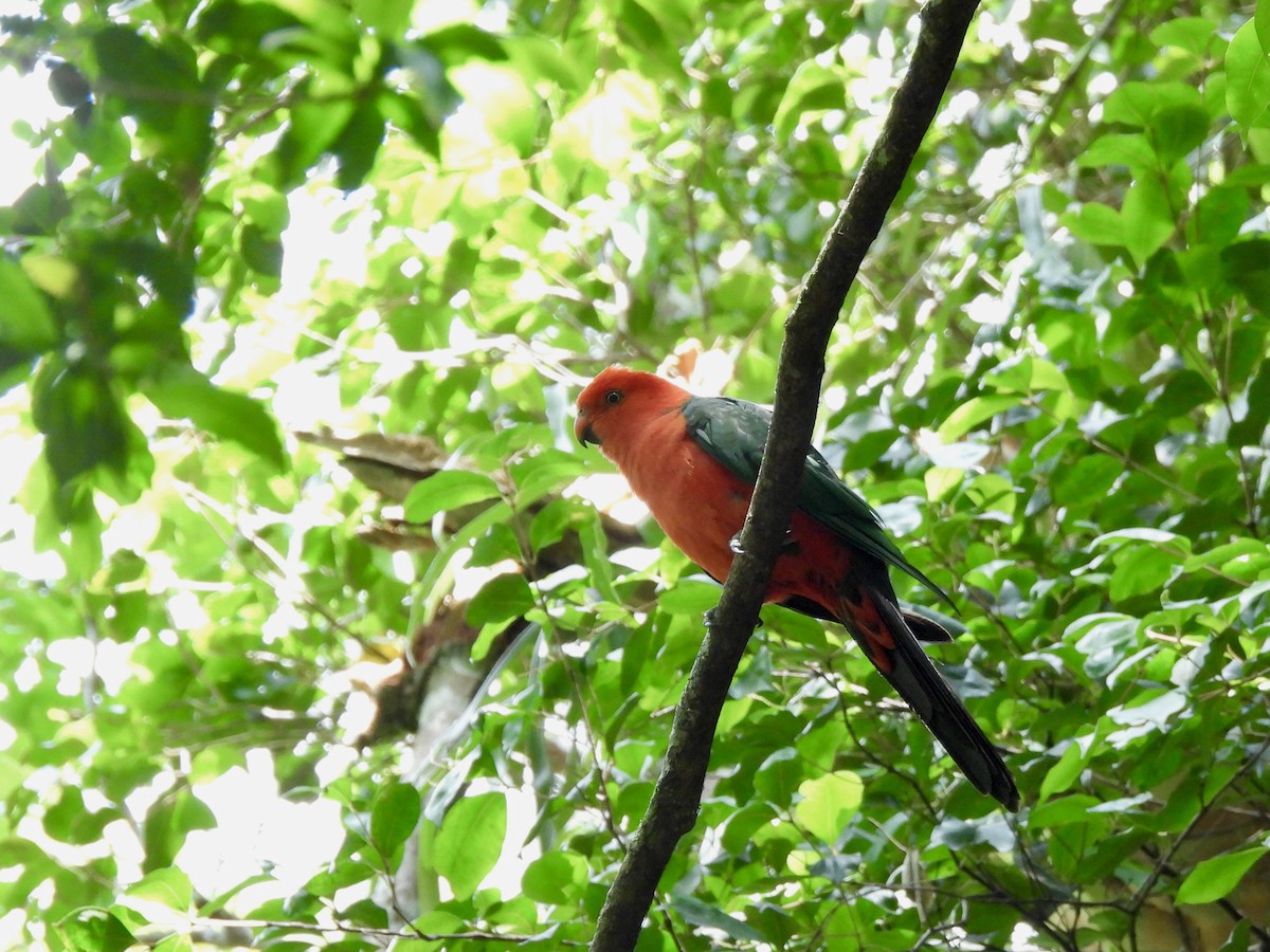 Australian King-Parrot - ML646572148