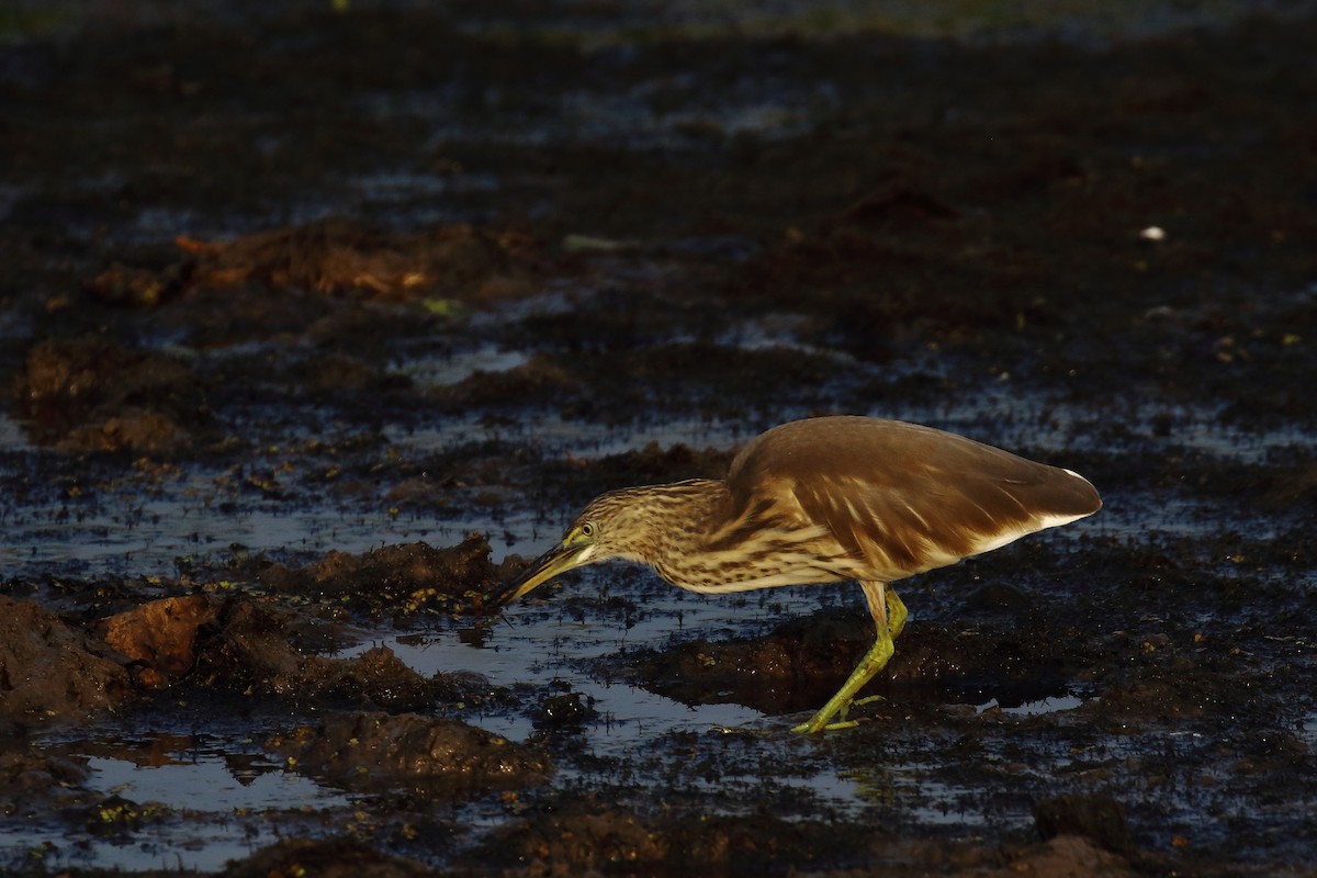 Индийская прудовая цапля - ML646572150