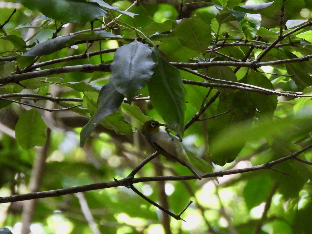 Silvereye - ML646572151