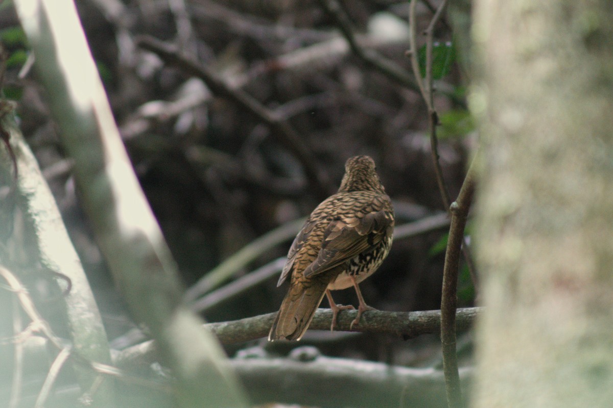 Russet-tailed Thrush - ML646572153