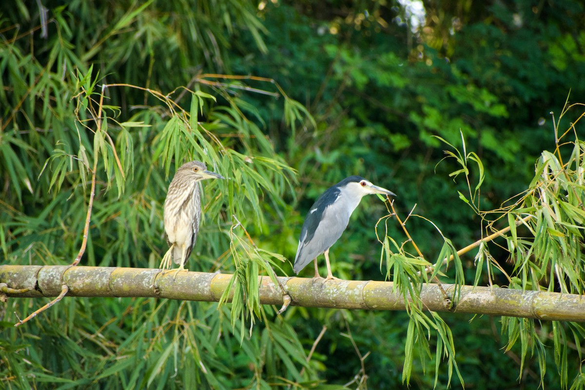 Black-crowned Night Heron - ML646572160