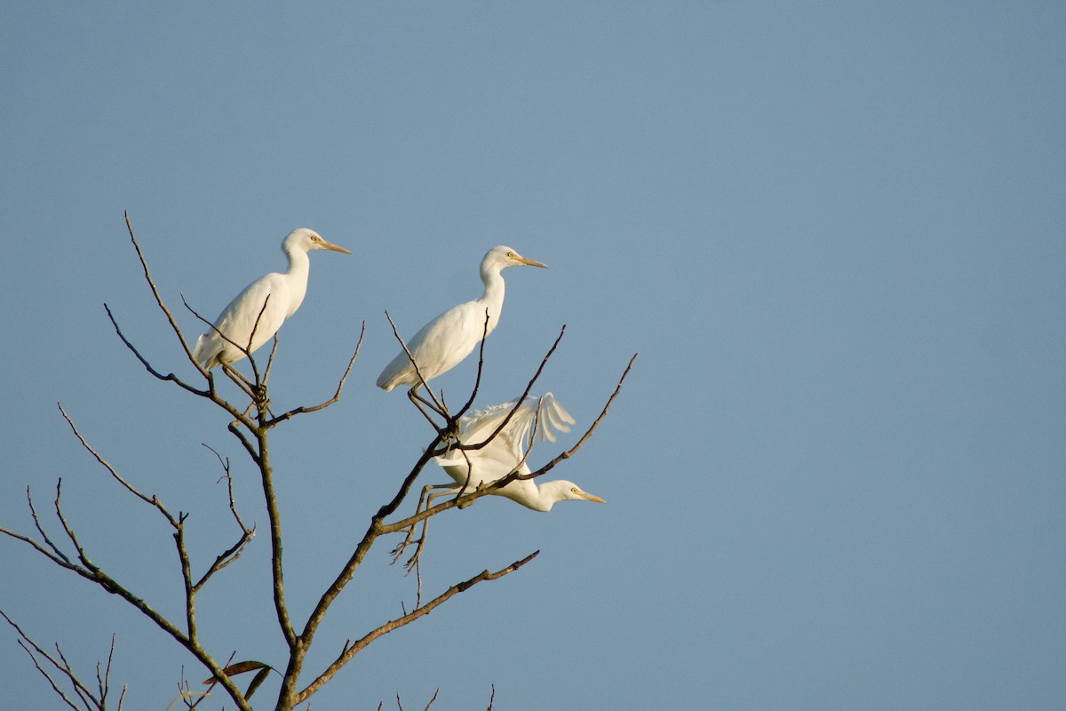 Medium Egret - ML646572162