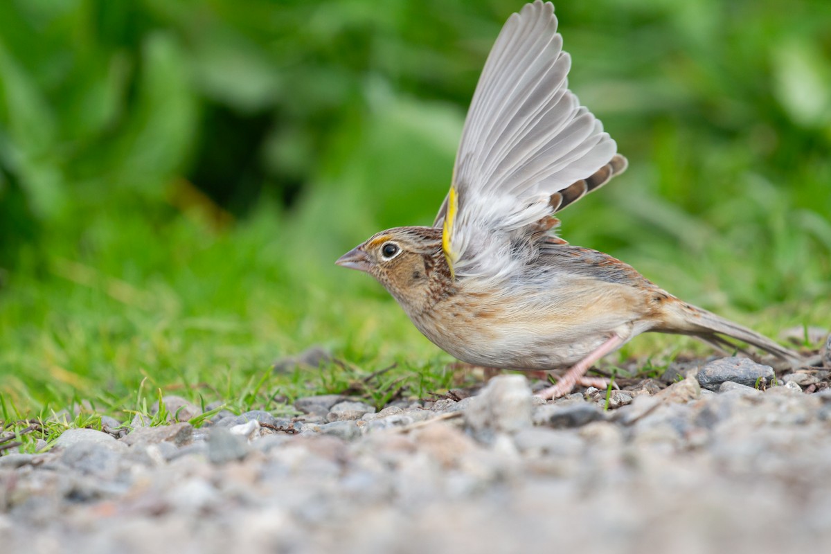 Grasshopper Sparrow - ML646572163