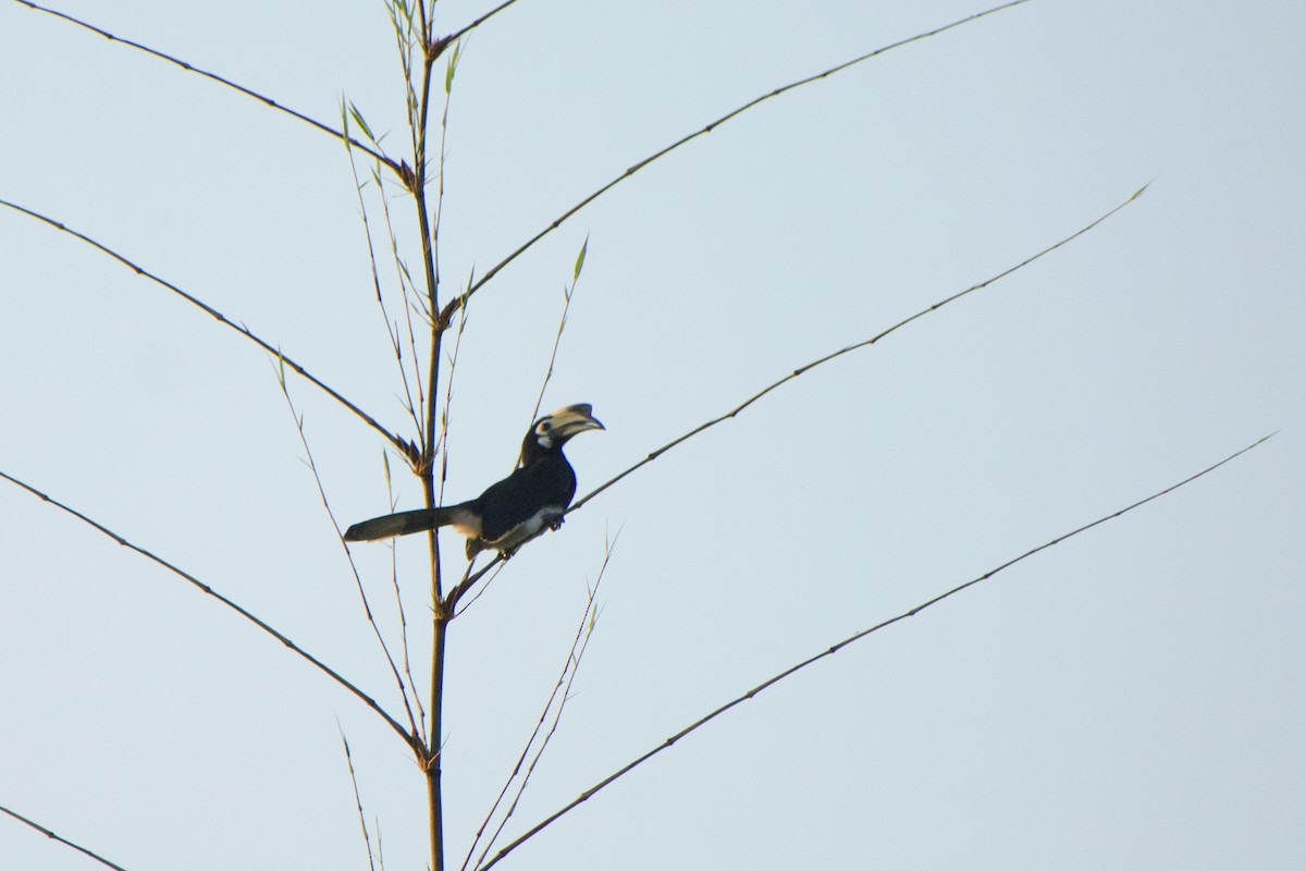 Oriental Pied-Hornbill - ML646572167
