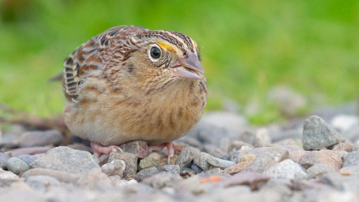 Grasshopper Sparrow - ML646572169
