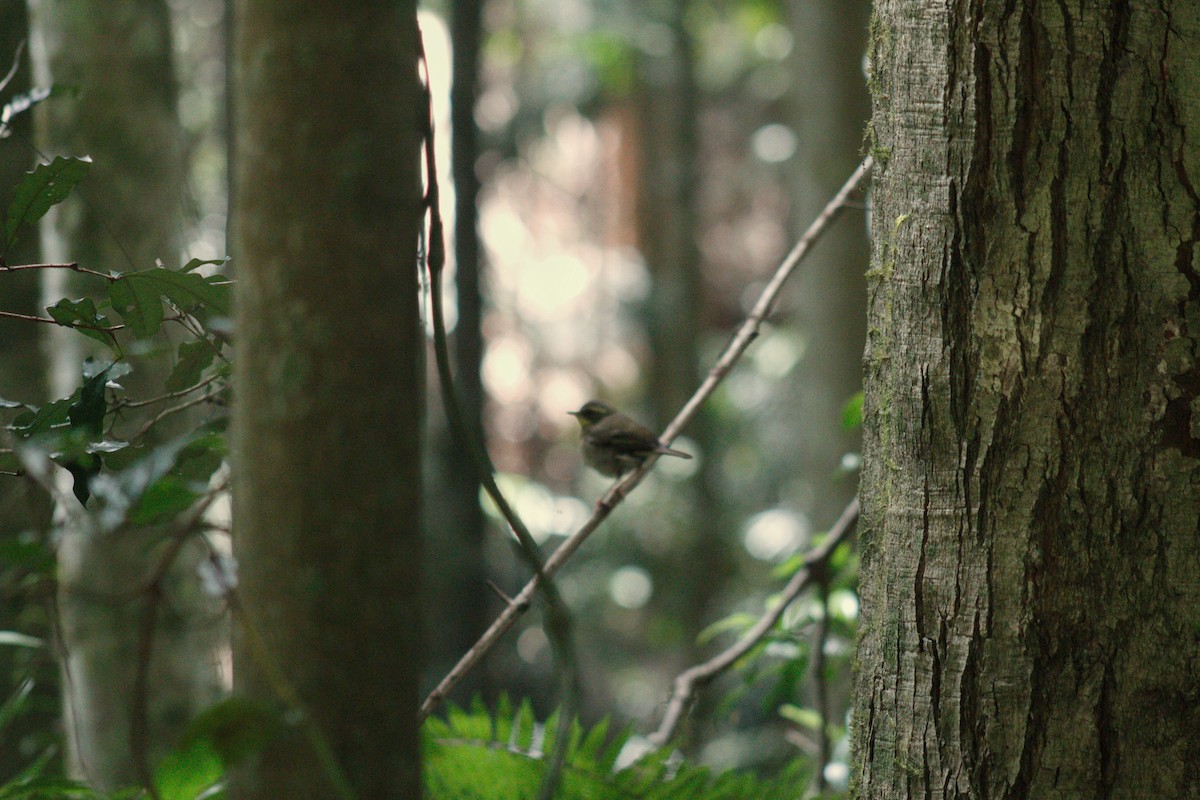 White-browed Scrubwren - ML646572170