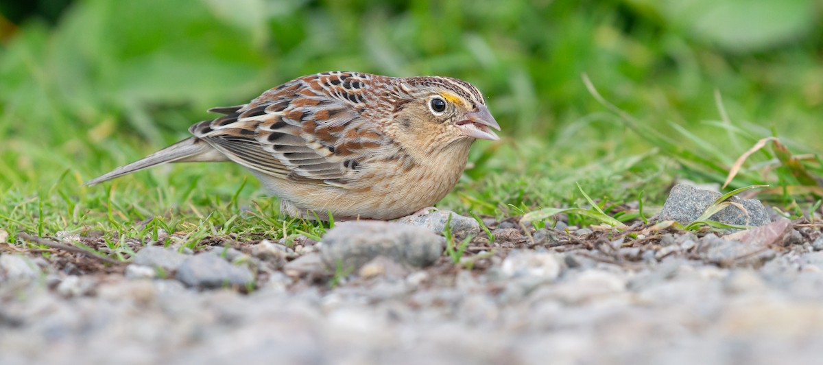 Grasshopper Sparrow - ML646572172