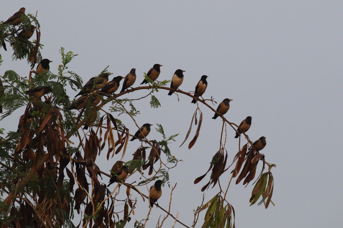 Rosy Starling - ML646572174